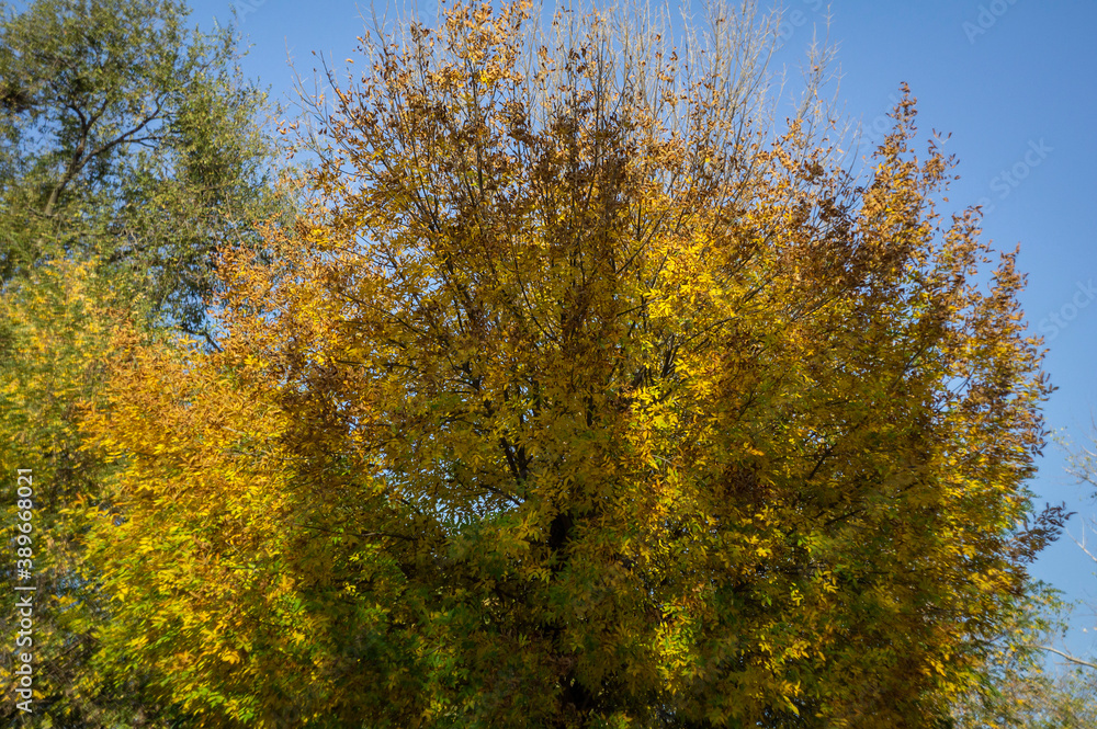 Fototapeta premium Yellow leaves on the trees in autumn