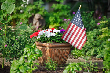 Patriotic petunias in red, white and purple (for blue) in a container in the garden with an American flag 