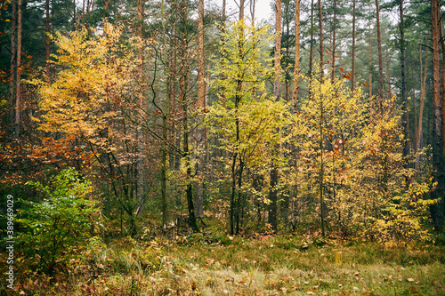 drzewa ,las,jesień