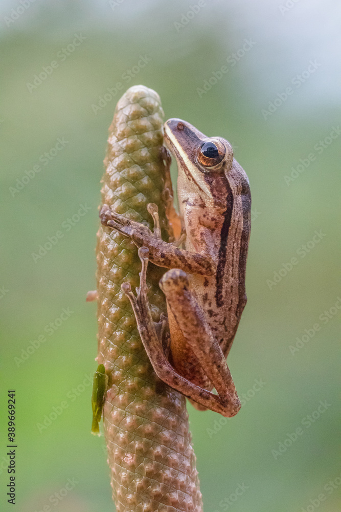 common tree frog, fourlined tree frog, golden tree frog or striped