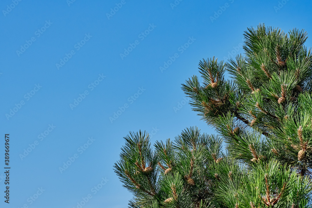 Green branches of a mountain pine with cones Green branches of a mountain pine with cones