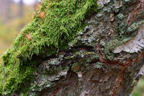 Fototapeta Naklejka Na Ścianę i Meble -  Mech i porosty na drzewie - leśne tło lub tekstura
