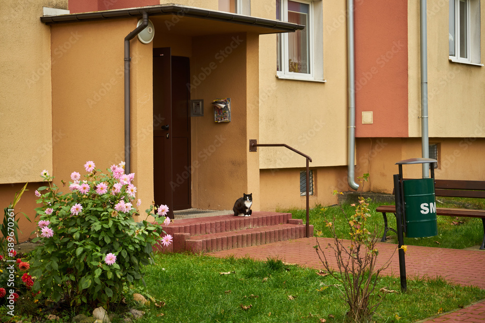 kot siedzący na schodach klatki blokowej ,kot - obrazy, fototapety, plakaty 