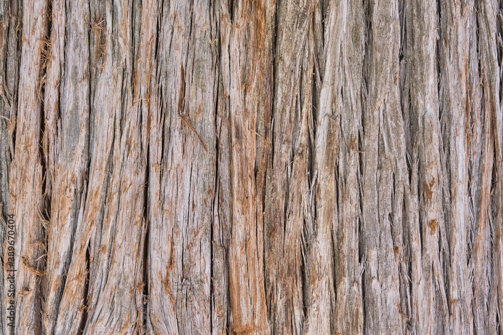 Texture of the brown bark with deep cracks of an old exotic tree