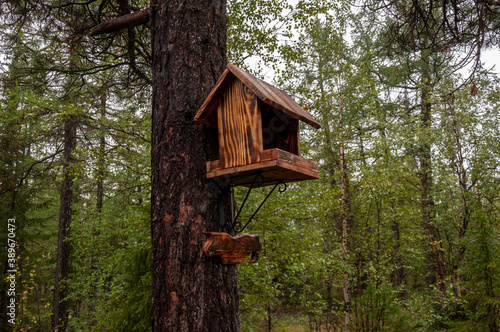 Handmade wood house for wild squirrel on the tree in the forest 