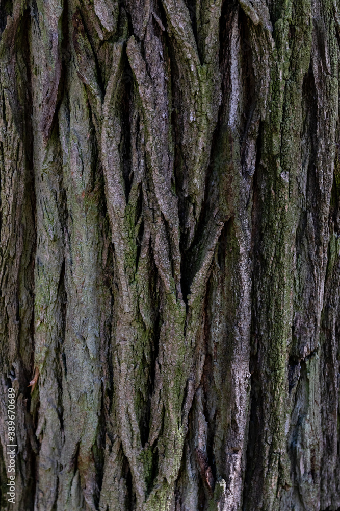 Tree bark texture. Oak wood background. Old Trunk pattern. Rough wooden skin closeup. Dry log material cracked surface. Abstract rustic hardwood timber. Natural forest material Tree bark texture. Oak wood background. Old Trunk pattern. Rough wooden skin closeup. Dry log material cracked surface. Abstract rustic hardwood timber. Natural forest material