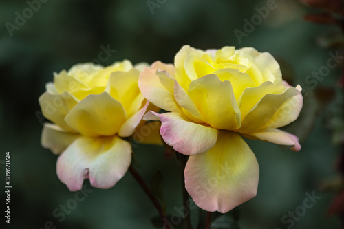 Yellow rose flower. Garden bush macro closeup. Beautiful natural floral background. Cute fresh blooming branch, green romance wallpaper. Pretty romantic flora fantasy in sunny light