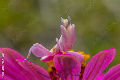 Foto Hymenopus coronatus olr orchid mantis  is a mantis from the tropical forests of
