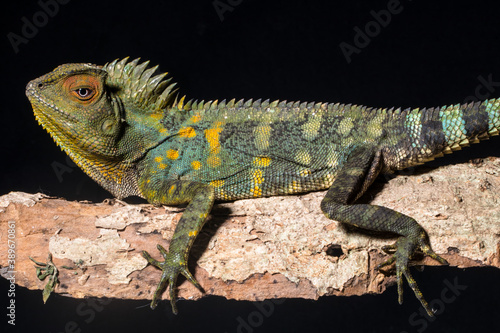 Gonocephalus chamaeleontinus, the chameleon forest dragon or chameleon anglehead lizard © lessysebastian