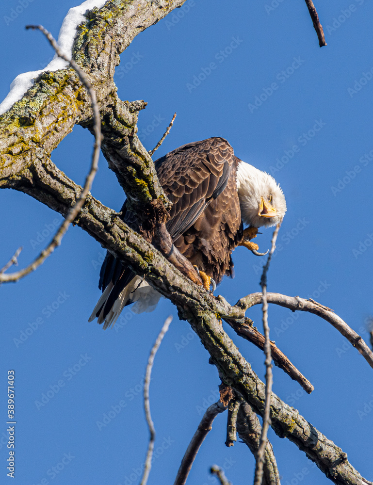 Bald eagle with an itch Bald eagle with an itch