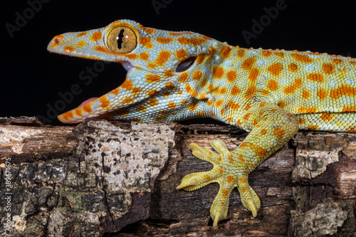 the tokay gecko or Gekko gecko