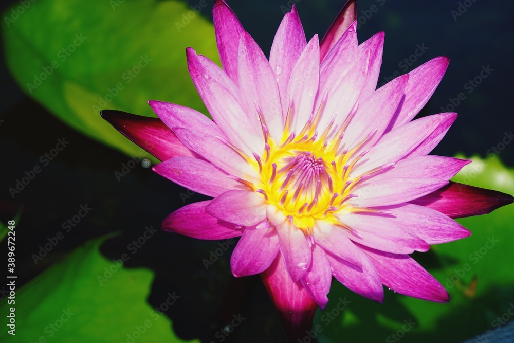 pink lotus