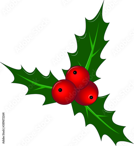 Bright Christmas illustration. Holly with berries and leaves. Vector

