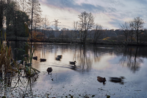 Landscape with a lake, ducks, forest and power transmission line in an early autumn morning. Long exposure.