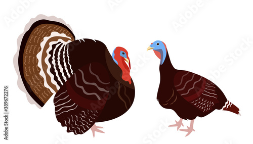 Turkey birds isolated on white background, vector illustration of turkey birds couple, hen and gobbler pair
