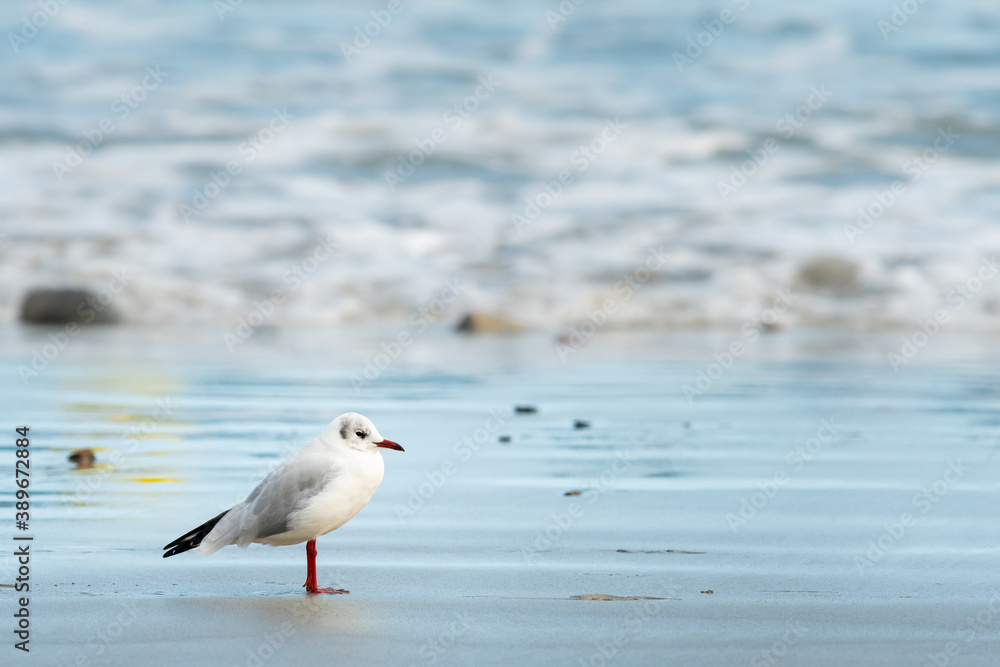 A black-headed gull standing on the beach A black-headed gull standing on the beach