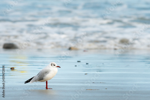 A black-headed gull standing on the beach