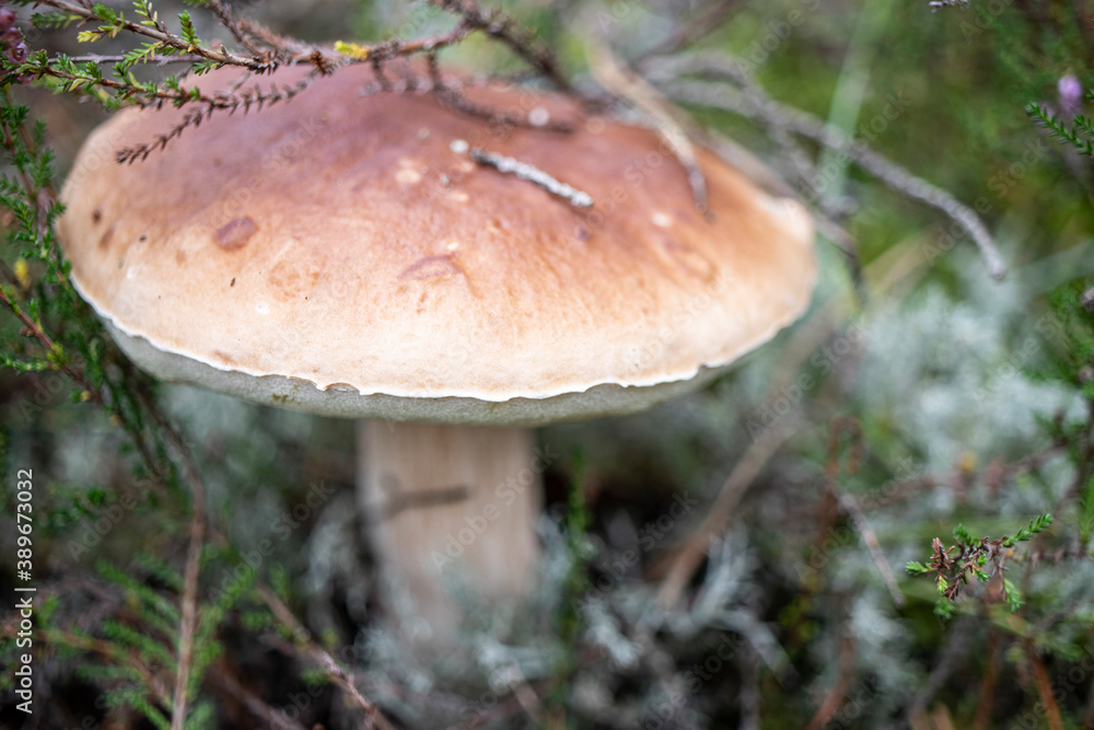Calluna vulgaris. White mushroom in the forest. Natural nature. Elite mushroom. Soft autumn colors with blur. Selective focus, shallow depth. Calluna vulgaris. White mushroom in the forest. Natural nature. Elite mushroom. Soft autumn colors with blur. Selective focus, shallow depth.