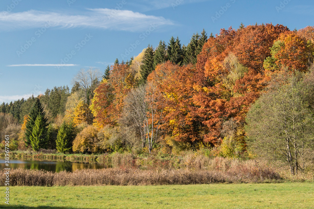 prachtvoller Mischwald im Herbst