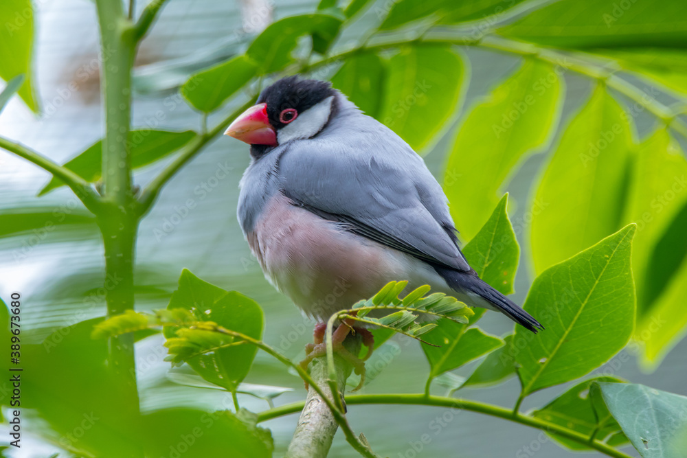 the javan sparrow the javan sparrow