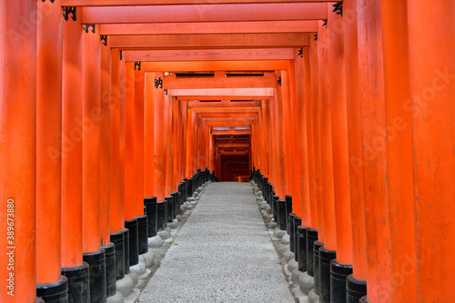 Torii de Fushimi Inari pr  s de Kyoto