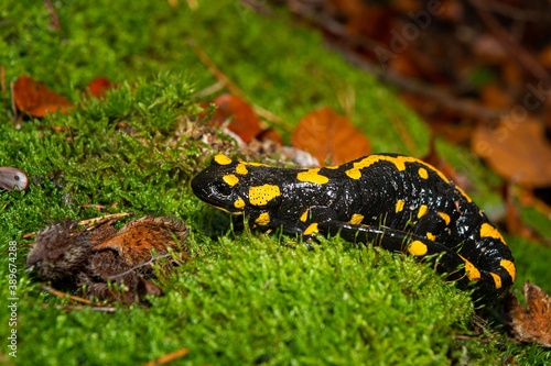 A beautiful fire salamander in the forest