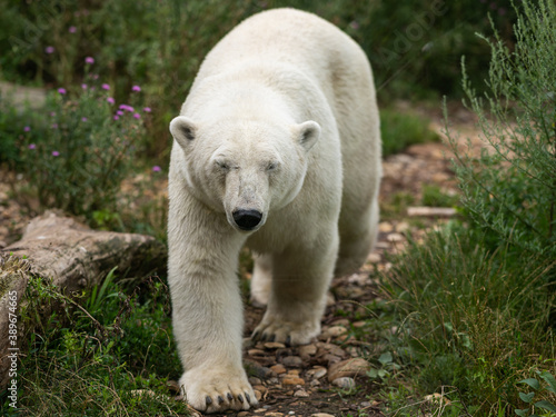 An adult polar bear walking in a zoo