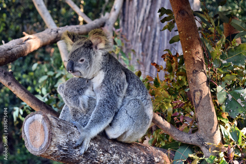 Beautiful koala with baby sitting on the branch