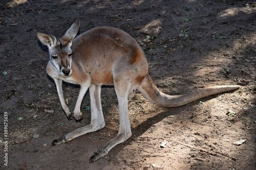 Wild red kangaroo resting on the ground