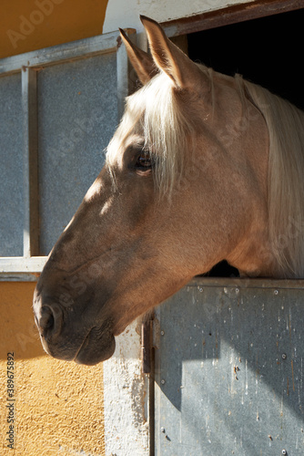 Beautiful side profile of a light brown skinned horse with blonde mane in a stable of an equestrian center in the Valencian Community Spain