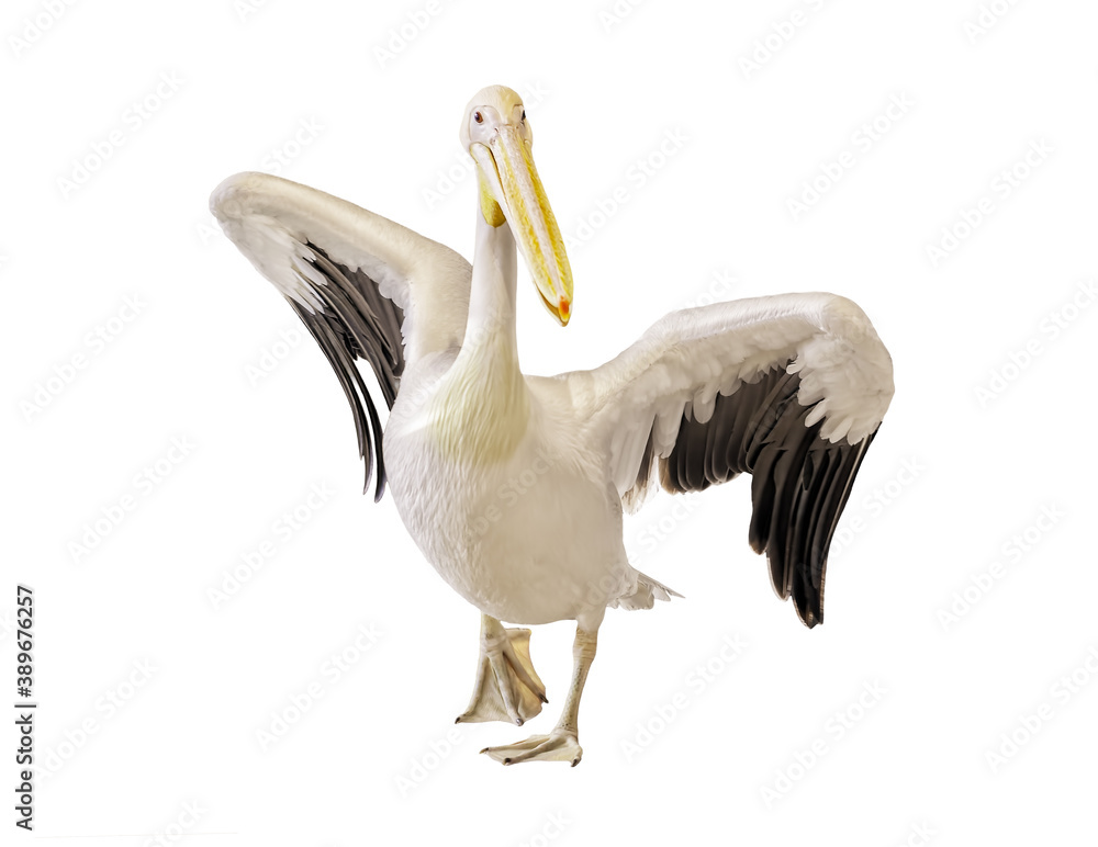 Great white pelican with open wings isolated on white background Great white pelican with open wings isolated on white background