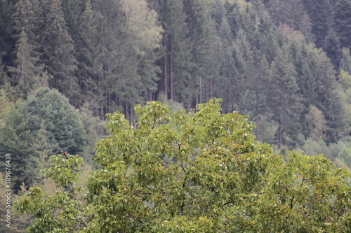 Wald, Forest, Green, Grün, Mystic Forest, geheimnisvoller Wald, Blätter, Natur, Nature, Landscape, Landschaft, Blatt, Blätter, Gras Gräser,  © Ingo