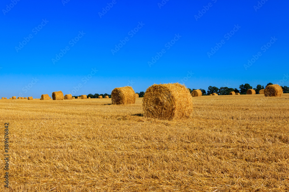 Fototapeta premium Round straw bales on a field after the grain harvest