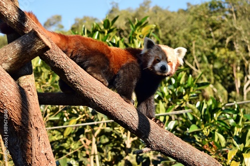 Fototapeta Naklejka Na Ścianę i Meble -   Close up the Red panda Ailurus fulgens on a tree