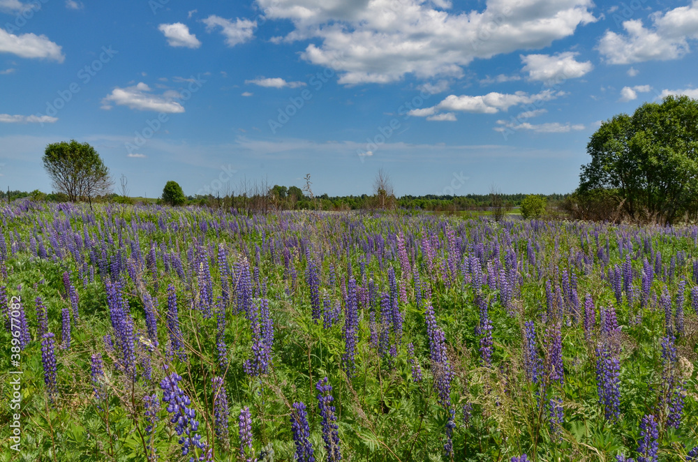 field of blooming purple lupine flowers in Rudnyanskiy district, Smolensk region, Russia field of blooming purple lupine flowers in Rudnyanskiy district, Smolensk region, Russia