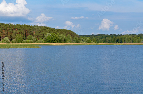 pine forest on overgrown banks of Suja Lake in Polatsk region, Belarus