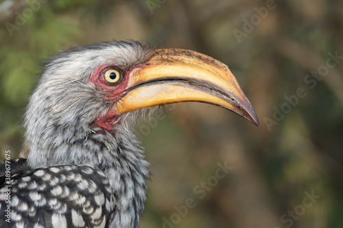 Portrait of a Southern Yellow-billed Hornbill (Tockus leucomelas) with a blurry background