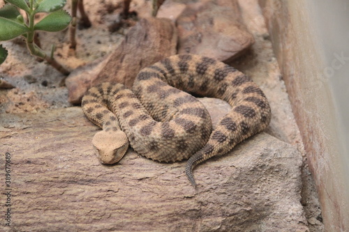 Schlange poison Snake aufgenommen in Stuttgart Tourism Reisen Travel 