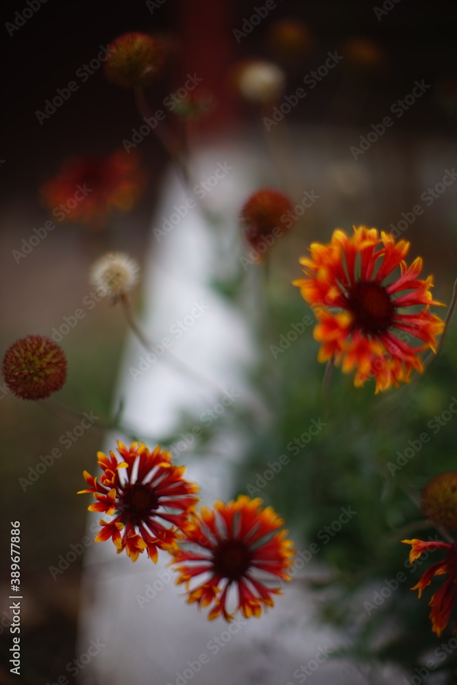 Orange rudbeckia flowers grow in autumn garden. Orange rudbeckia flowers grow in autumn garden.