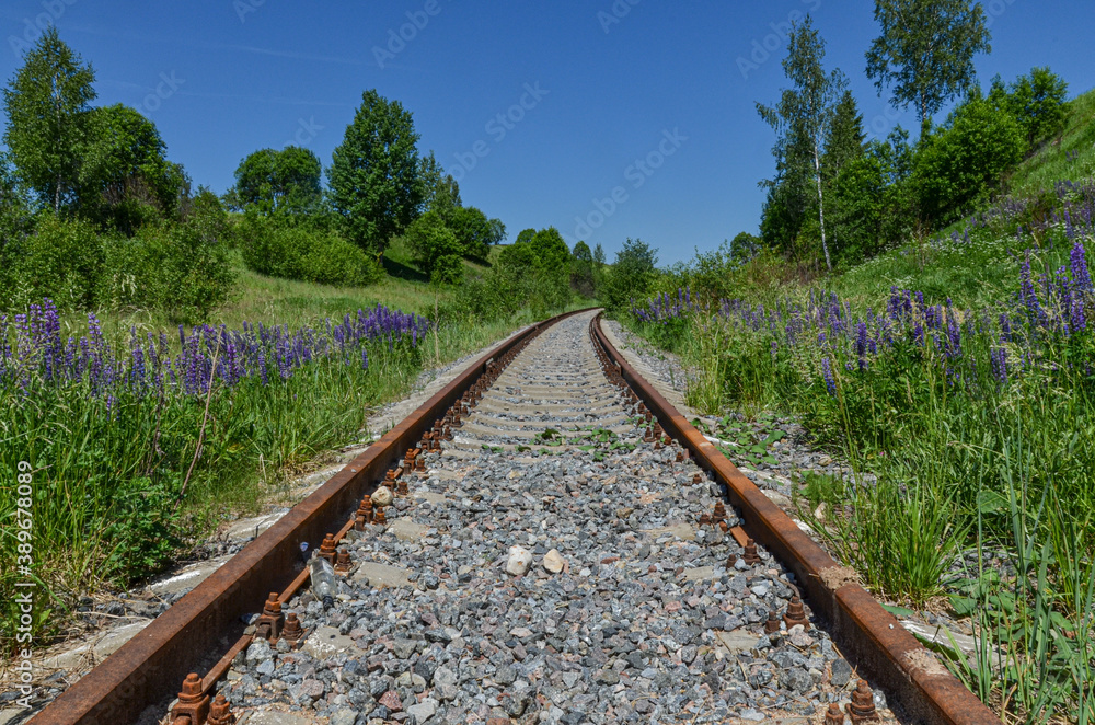 rusty railway among green hills and blooming lupine meadows in Dukhovshchinsky District, Smolensk region, Russia rusty railway among green hills and blooming lupine meadows in Dukhovshchinsky District, Smolensk region, Russia