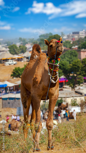 Camel at Pushkar Mel (Pushkar Camel Fair) in Pushkar, Rajasthan, India photo