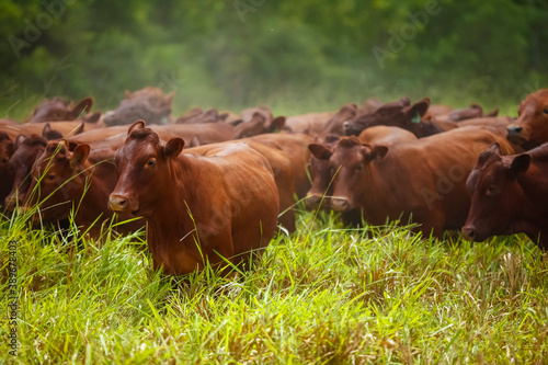herd on the farm, Mato Grosso do Sul, Brazil, Bonsmara breed, African breed © Erich Sacco