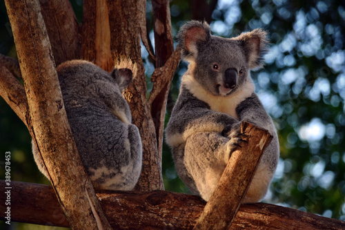 Fototapeta Naklejka Na Ścianę i Meble -  Two cute koalas sitting on a tree branch eucalyptus
