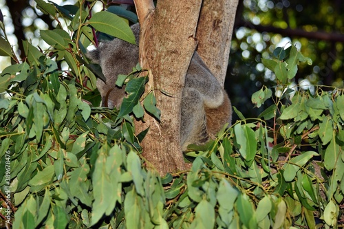 Very Big koala sleeping on a tree branch eucalyptus
