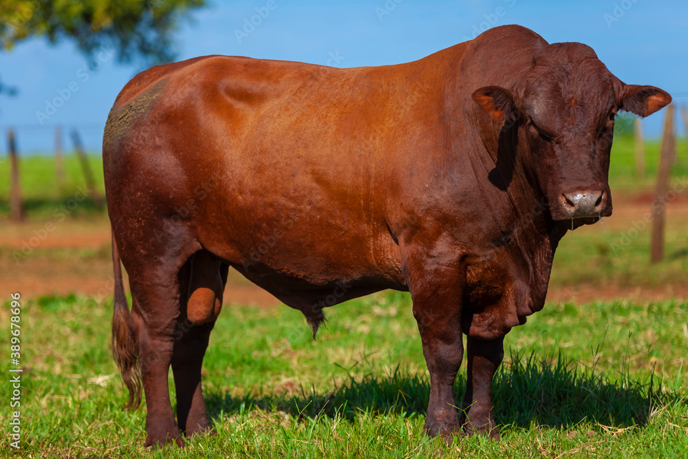 beautiful specimen of Bonsmara cattle, Mato Grosso do Sul, Brazil