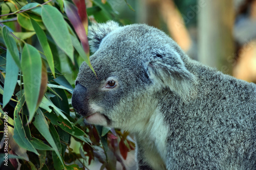 Cute koala sitting and eating eucalyptus on a tree branch © adam88xx