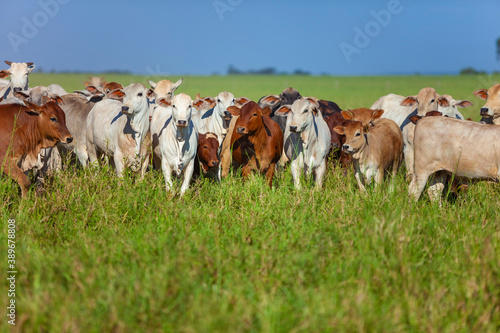 herd of Nellore cows with their Bonsmara calves photo