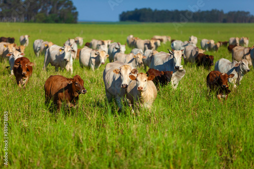 Nellore herd inseminated with Bonsmara calves, Mato Grosso do Sul, Brazil photo