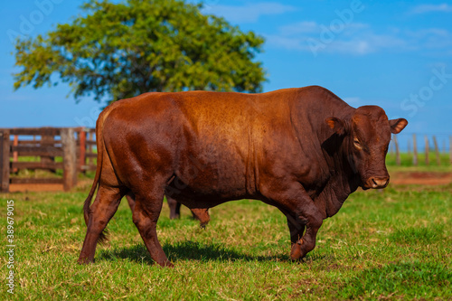 beautiful breeding bull of the Bonsmara breed in the farm corral