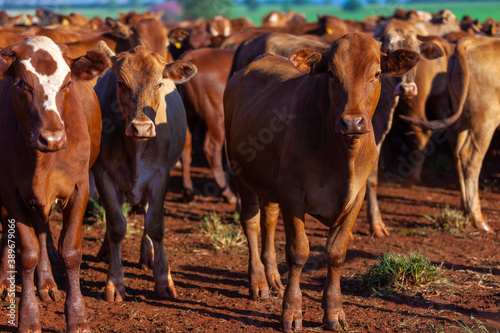 herd on the farm, Mato Grosso do Sul, Brazil, Bonsmara breed, African breed